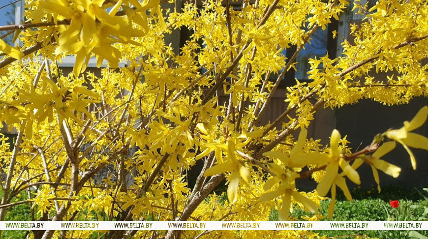 Оранжевый уровень опасности объявлен в Беларуси на 23 апреля. О чем предупреждают синоптики?