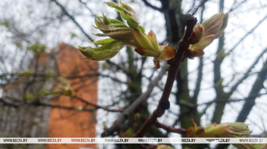 От комфортной весны к непогоде? Что прогнозируют белорусам на сегодня синоптики