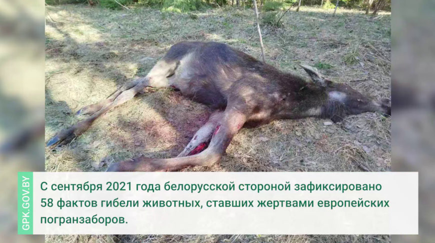 Скриншот видео ГПК