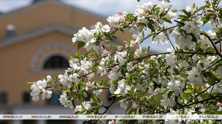 Как похолодание отразится на состоянии плодовых культур, рассказали в Белгидромете