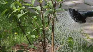 Фото из архива