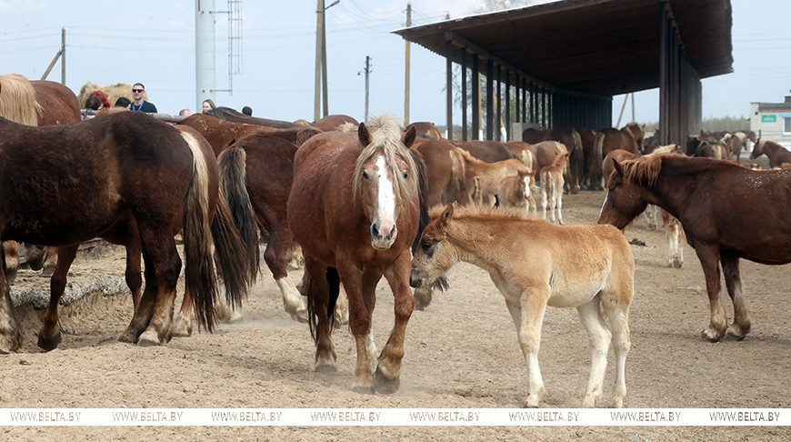 Огненные тяжеловозы, медоносные пчелы: чем живет заповедная территория спустя 40 лет после чернобыльской аварии