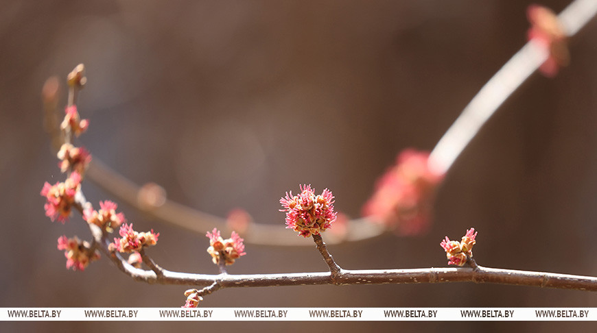 Сильный ветер и кратковременные осадки ожидаются 27 апреля в Беларуси