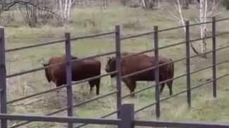 Скриншот видео БСТ