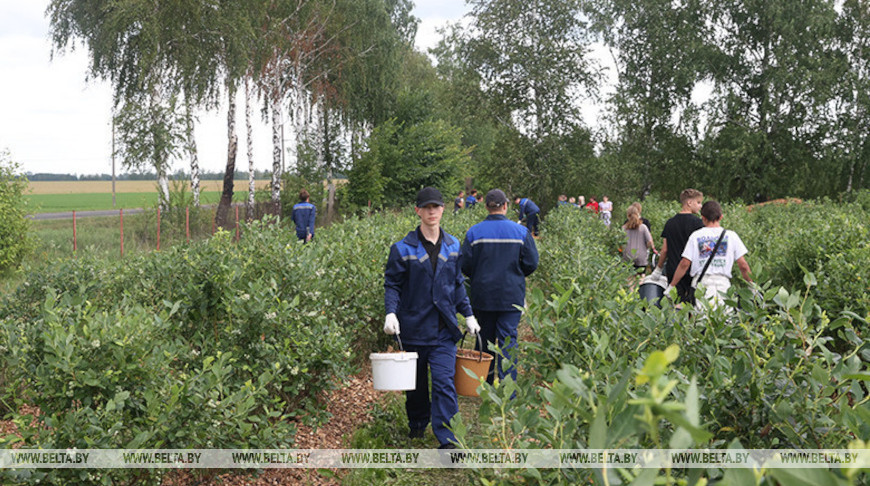 Возле моря, на стройплощадке и в лесу. Где может поработать гомельская молодежь в трудовом семестре