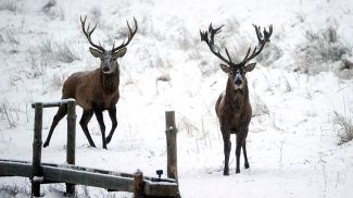 Фото из архива