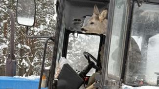 Фото  kirovsk.by 