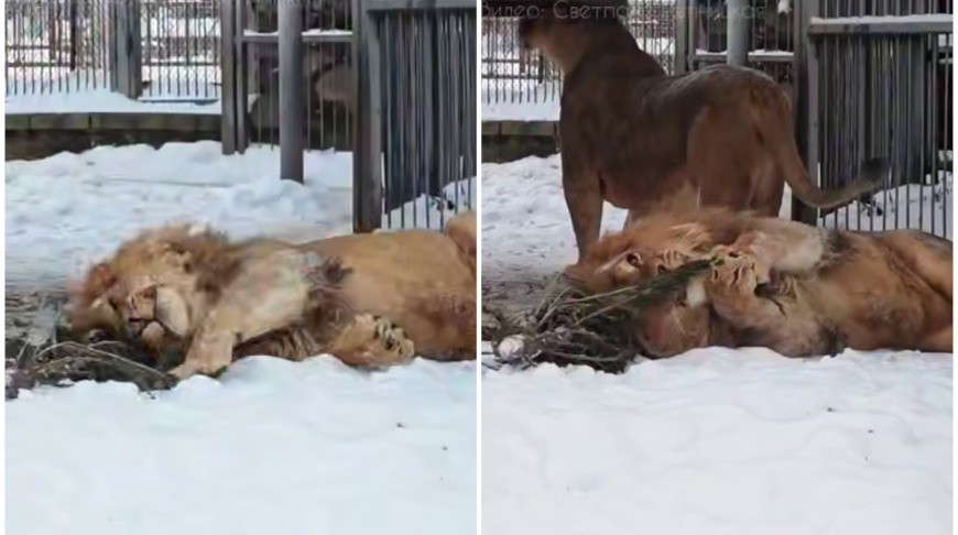 Скриншот видео grodnozoo.by