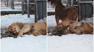 Скриншот видео grodnozoo.by