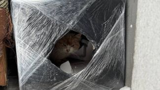 Фото Смолевичского районного комитета ОО "БРСМ"