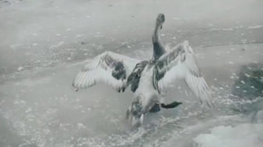 Скриншот видео  tvgrodno.by 