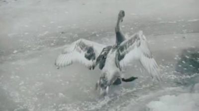 Скриншот видео  tvgrodno.by 