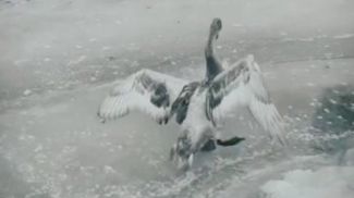 Скриншот видео  tvgrodno.by 