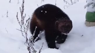 Скриншот видео Гродненского зоопарка