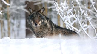 Фото из архива