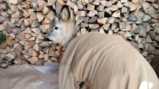 Фото  kirovsk.by 