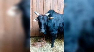 Скриншот видео