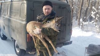Фото Брестского государственного производственного лесохозяйственного объединения
