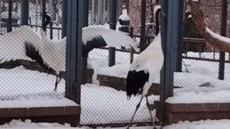 Скриншот видео Гродненского зоопарка