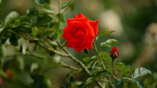 Фото из архива