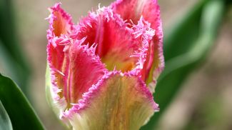 Фото из архива