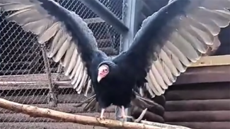 Скриншот видео