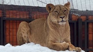 Фото Минского зоопарка