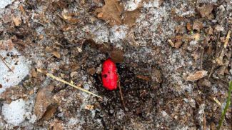 Фото УВД Брестского облисполкома