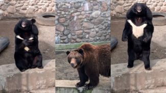 Скриншот видео Гродненского зоопарка