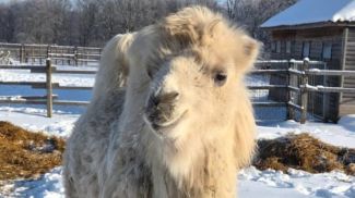 Фото зоосада