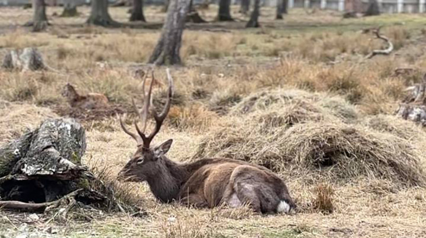 В Беловежской пуще пополнение: в вольеры из Бреста перевезли пятнистых оленей