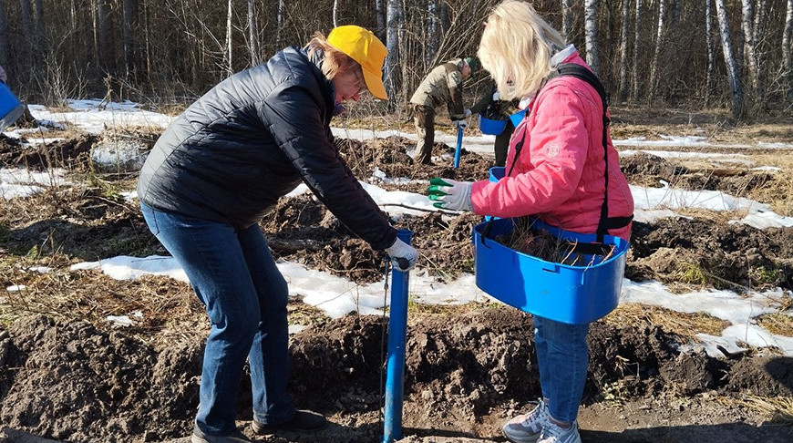 Экперимент по посадке лиственницы поддержал профсоюзный актив Гомельской области