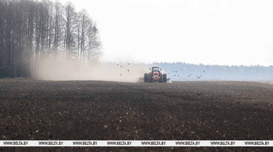 В Минской области посеяли около половины ранних яровых культур
