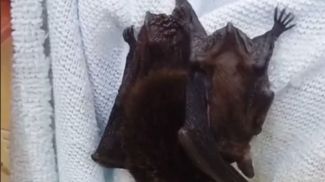 Скриншот видео Гродненского зоопарка