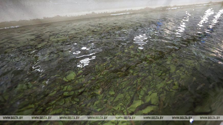 Рыбный холдинг планируют создать в Могилевской области