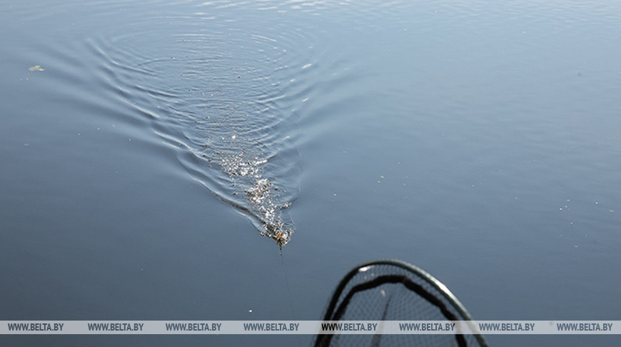 В Слонимском районе пресечена незаконная добыча рыбы, ущерб составил 228 базовых величин