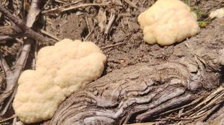 Фото нацпарка "Беловежская пуща"