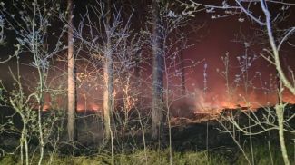 Фото Министерства лесного хозяйства