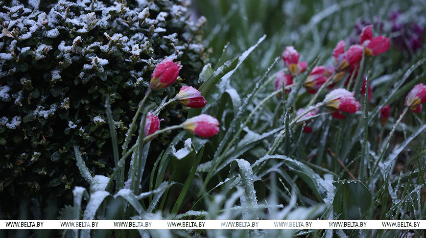 Мокрый снег в Гродно - в объективе фотографа БЕЛТА