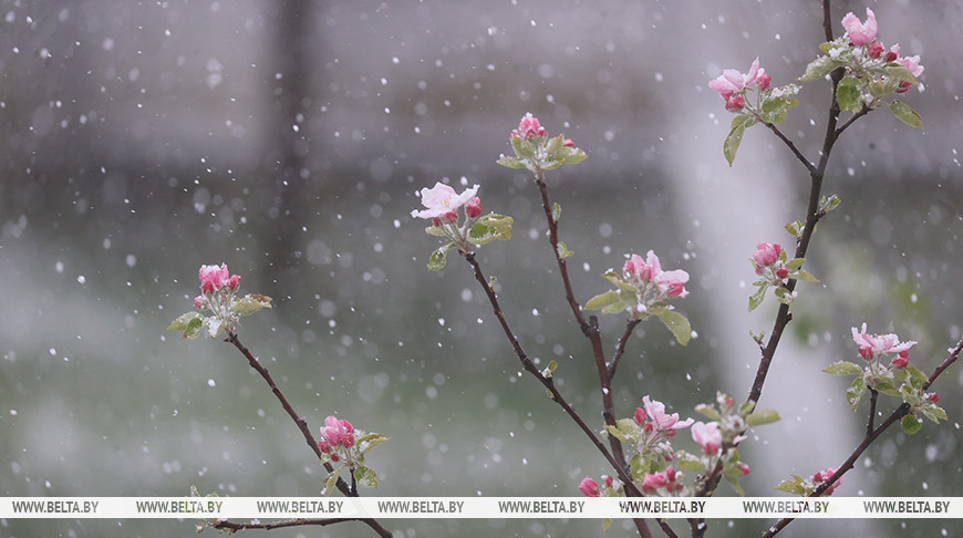В Бресте в разгар весны выпал снег