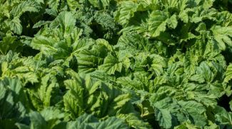 Фото из архива