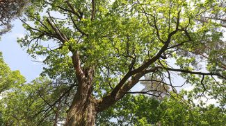 Фото из архива