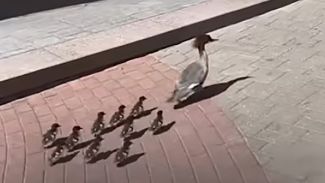 Скриншот видео  телерадиокомпании  Гродно
