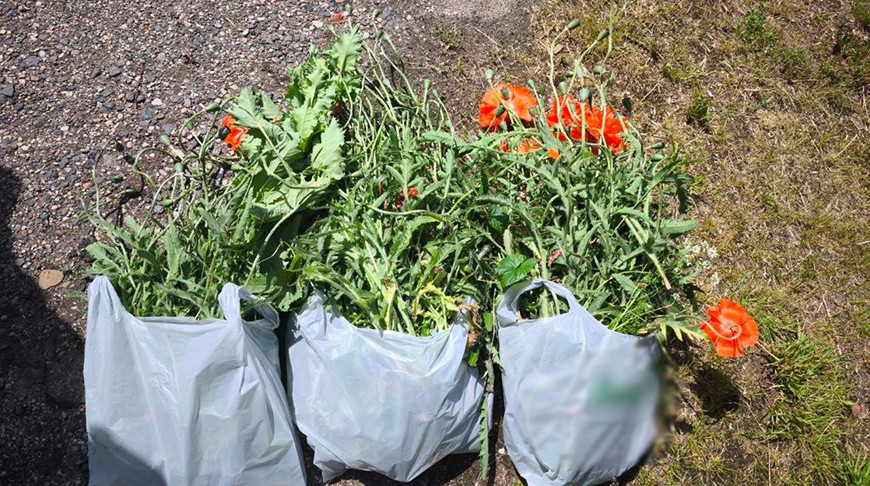 Более 540 кг мака ликвидировали за неделю в Гродне