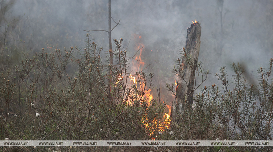 За сутки в Гомельской области ликвидировали два лесных пожара