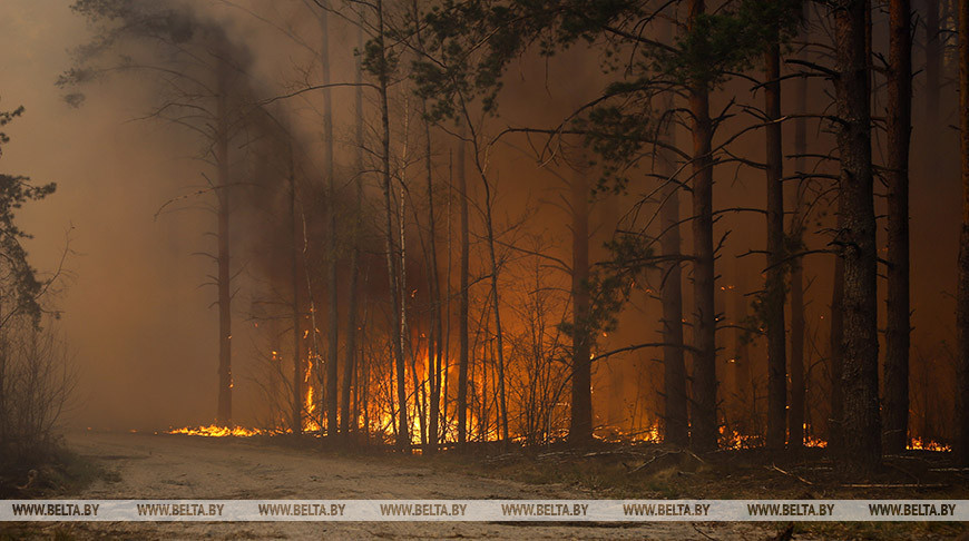 В Беларуси за сутки потушили 24 лесных пожара