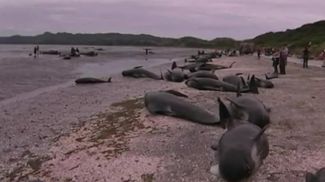 Скриншот видео соцсетей