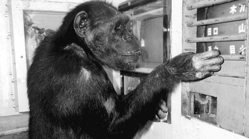 Шимпанзе Ай. Фото из архива AP Photo