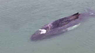 Скриншот видео ND