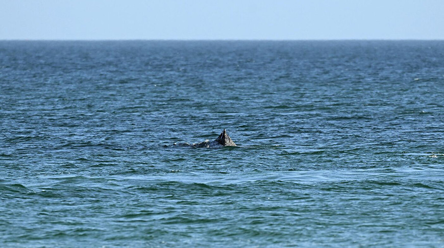 Горбатый кит снова застрял на мелководье у берегов Висмара